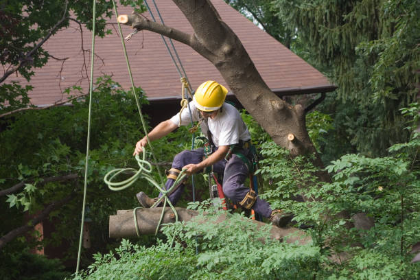 Reliable John Day, OR Tree Services Solutions