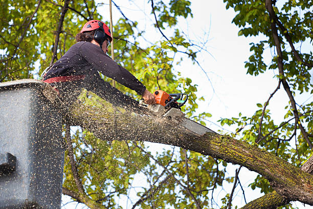 Best Storm Damage Tree Cleanup  in John Day, OR